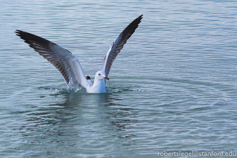 gull on water